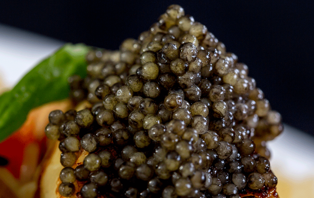 Russian Ossetra Caviar